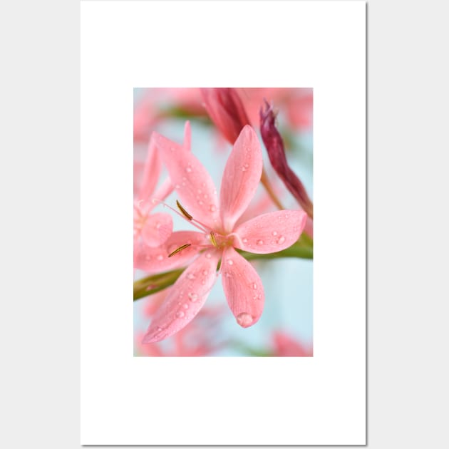 Hesperantha coccinea  &#39;Fenland Daybreak&#39;  Crimson flag lily  Syn.  Schizostylis coccinea  &#39;Fenland Daybreak&#39; Wall Art by chrisburrows